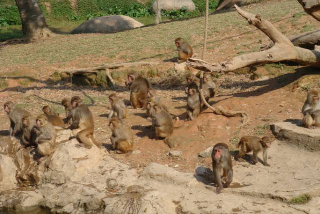广州清明节假期旅游攻略路线推荐,清明节旅游推荐广州