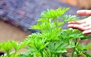 清明吃什么祛湿,清明节气滋补汤祛湿吗