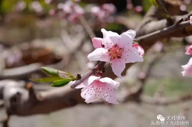 徐州桃花美景,徐州春天又见美好游玩