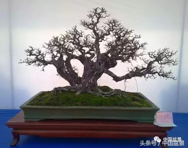 雀梅盆景图片欣赏设计,大坨坨雀梅盆景