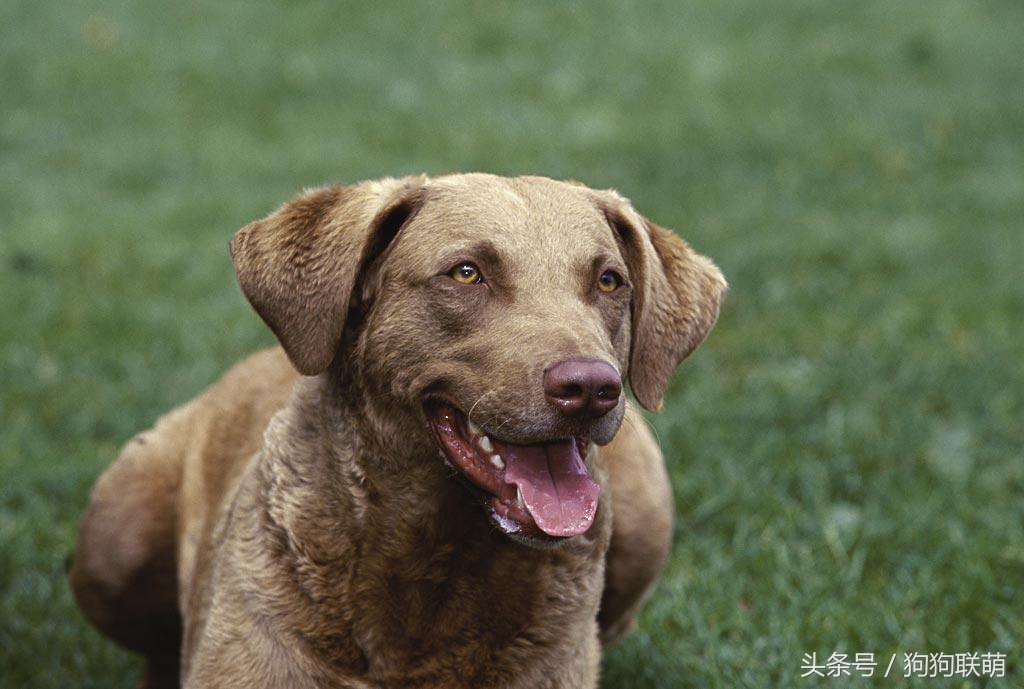 哈士奇狗狗品种及价格图片大全,有哪些小泰迪狗狗品种好