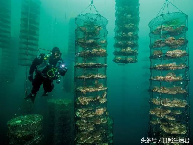 日照的海鲜还敢不敢吃了,日照的海鲜现在能不能吃