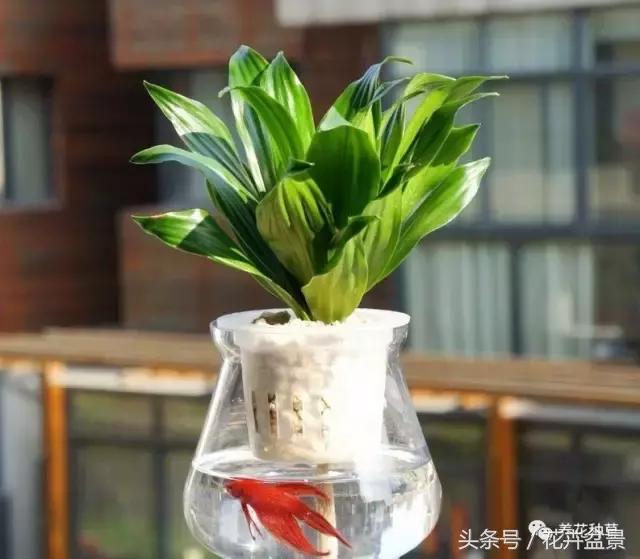 适合跟鱼养在一起的花,适合跟鱼一起养的小盆植物