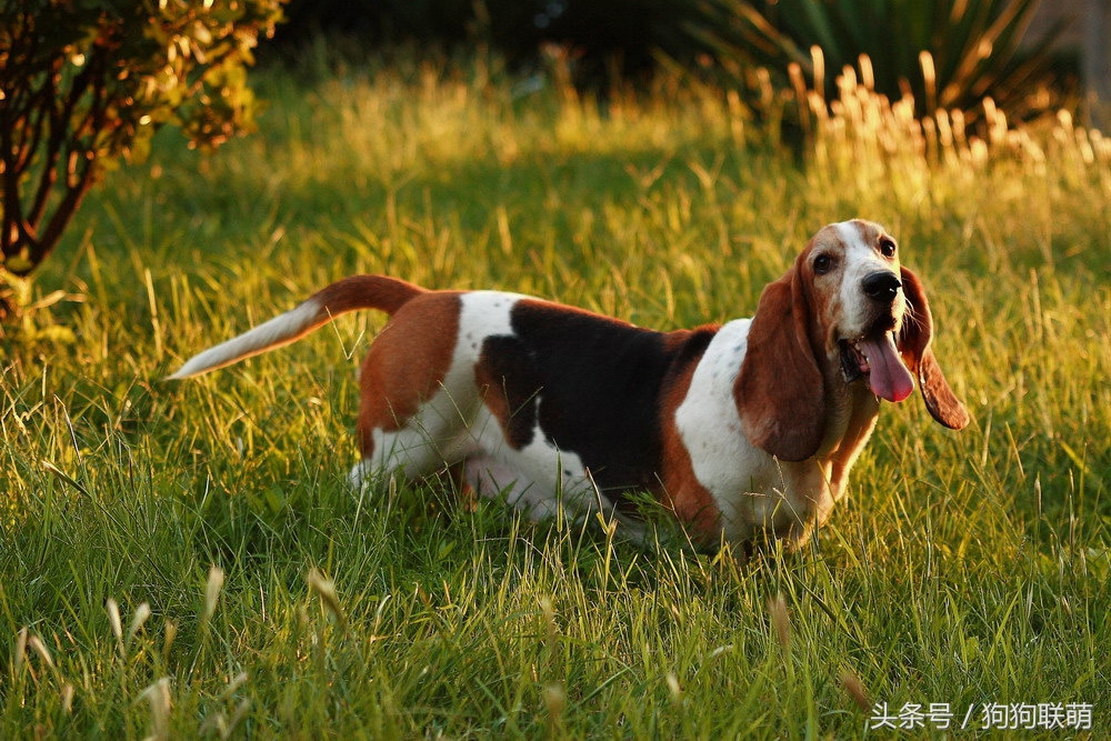 哈士奇狗狗品种及价格图片大全,有哪些小泰迪狗狗品种好