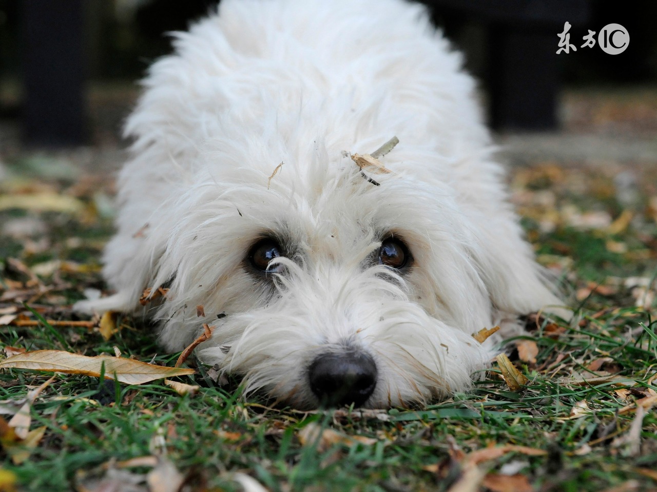 1958年属狗的人运气怎么样,1958年属狗的人在明年的运势怎样