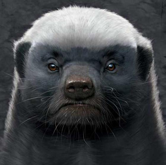 平头哥蜜獾的独特技能,平头哥蜜獾走直路