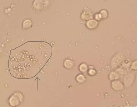 我们和外星人的友好故事,我们和外星人的差距