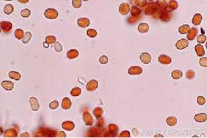 四川安岳下红雨，落地如泼血！对这种自然怪象民间有啥说法？