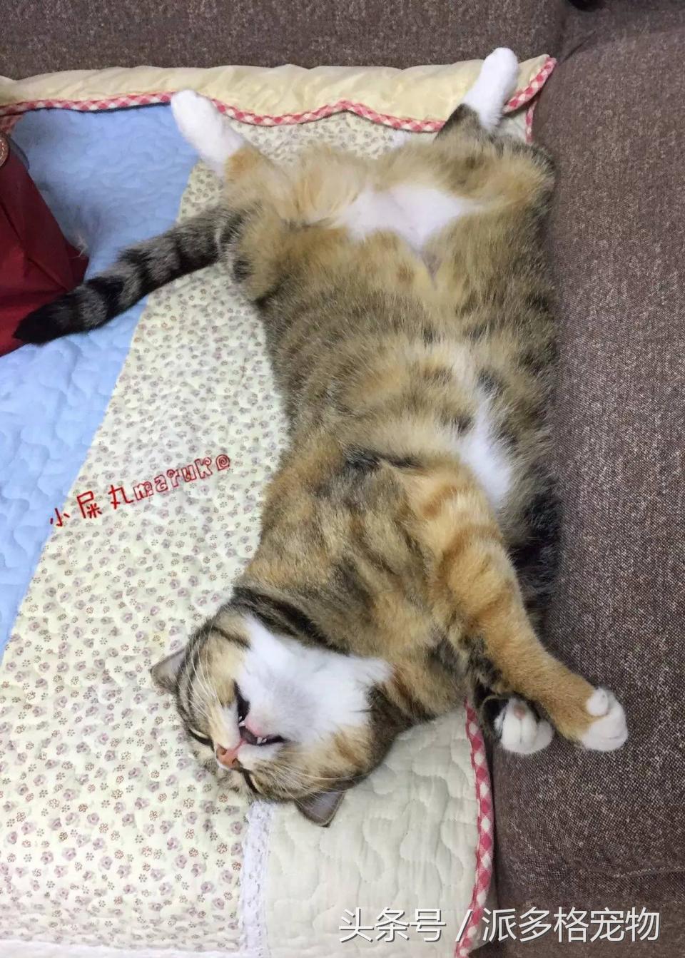 宠物肚皮上小秘密还挺多，当然手感也是一级棒！