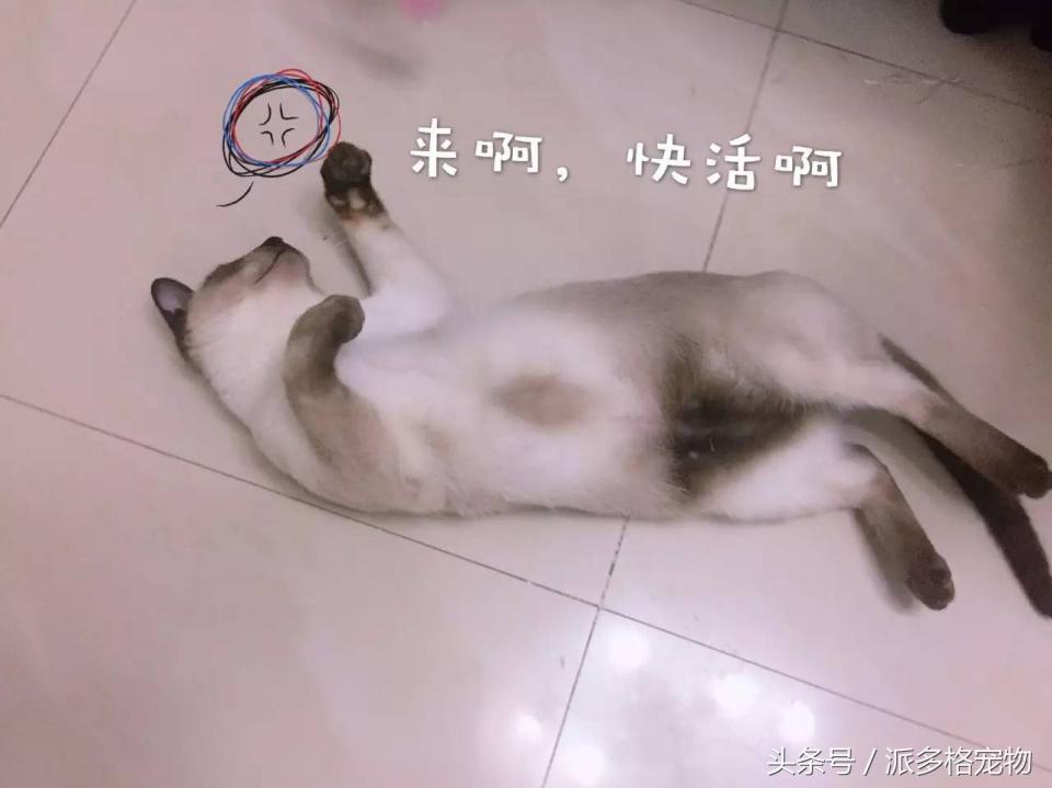 宠物肚皮上小秘密还挺多，当然手感也是一级棒！