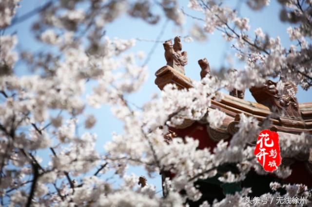 最美人间四月天花开如梦,最美人间四月天书香浸润满校园