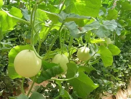 叶面肥的10大优点,什么是真正的叶面肥