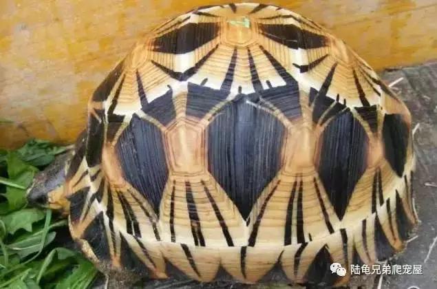 十年磨一剑光启技术深度分析,如何挑选辐射陆龟