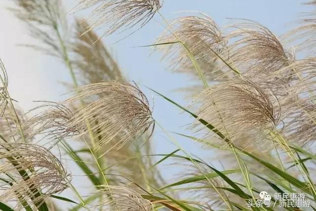 沙家浜，竹林幽径渔翁垂钓芦荡涛声