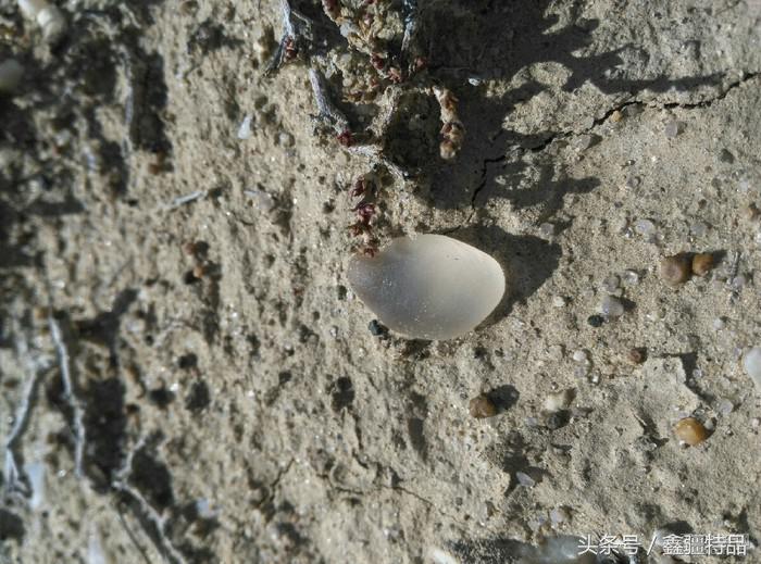 怎么区分新疆戈壁海蓝宝石的真假,价值400万的新疆戈壁海蓝宝石