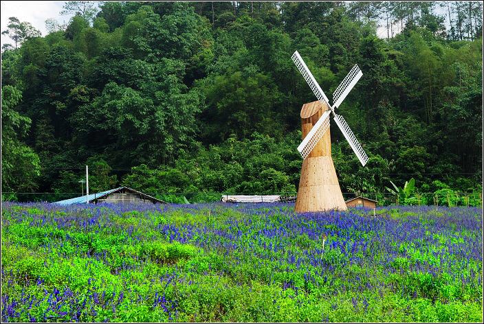 清明深圳周边一日游好去处,深圳仙湖植物园清明踏青赏花