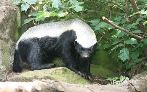 平头哥蜜獾的独特技能,平头哥蜜獾走直路