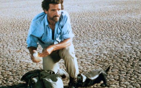 平头哥蜜獾的独特技能,平头哥蜜獾走直路