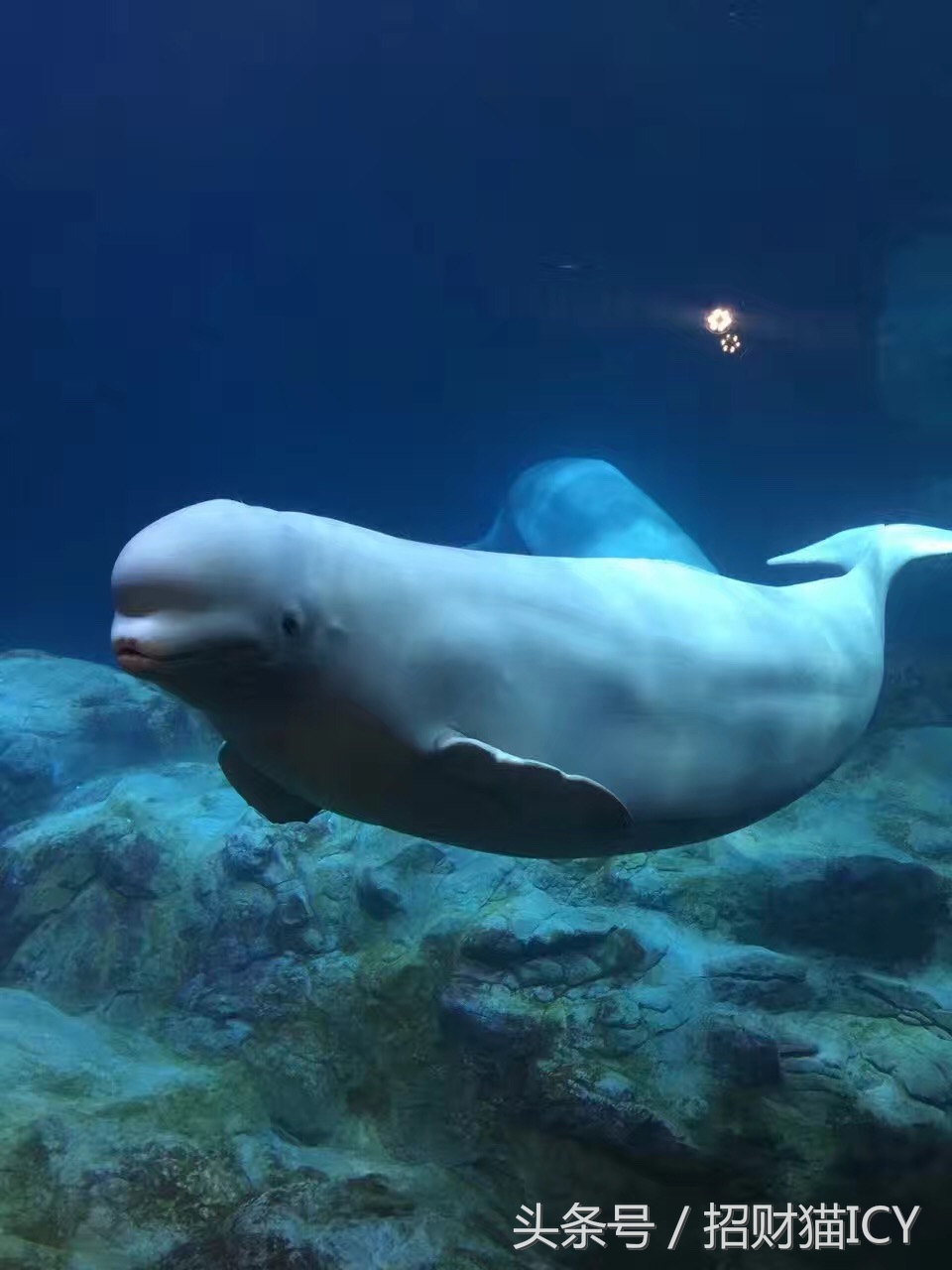 珠海长隆奇幻之旅,广州珠海长隆两天一夜攻略