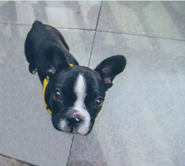 鎴愰兘钂告苯闈掓梾,钂告苯鏃呰垗