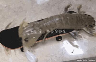 海鲜皮皮虾最好吃,皮皮虾那些坑爹的瞬间