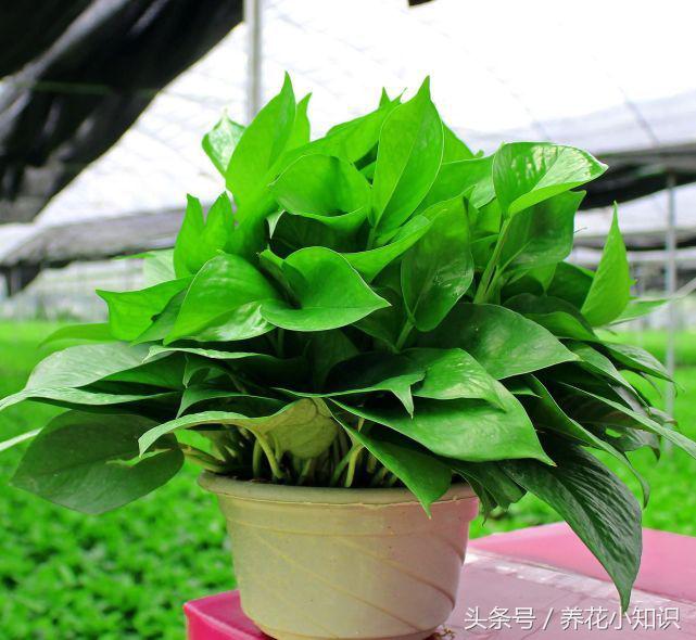 可以长期摆放在室内的花卉有哪些,四种不宜在室内养的花