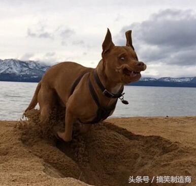 成年袋鼠打架时哪个部位支撑身体,袋鼠和袋鼠为什么喜欢打架