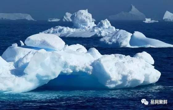 全球最优质的北极甜虾,正宗日本北极虾