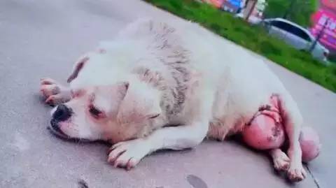 狗狗下颚长了两个肉球,狗狗长了个鸡蛋大小的肉瘤