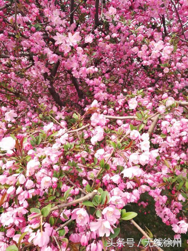 徐州桃花美景,徐州春天又见美好游玩