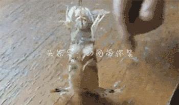 海鲜皮皮虾最好吃,皮皮虾那些坑爹的瞬间