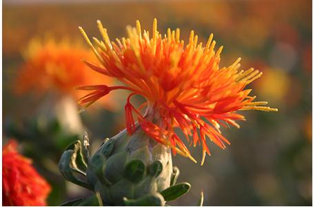 红花可以活血祛斑吗,红花活血祛斑的美容功效