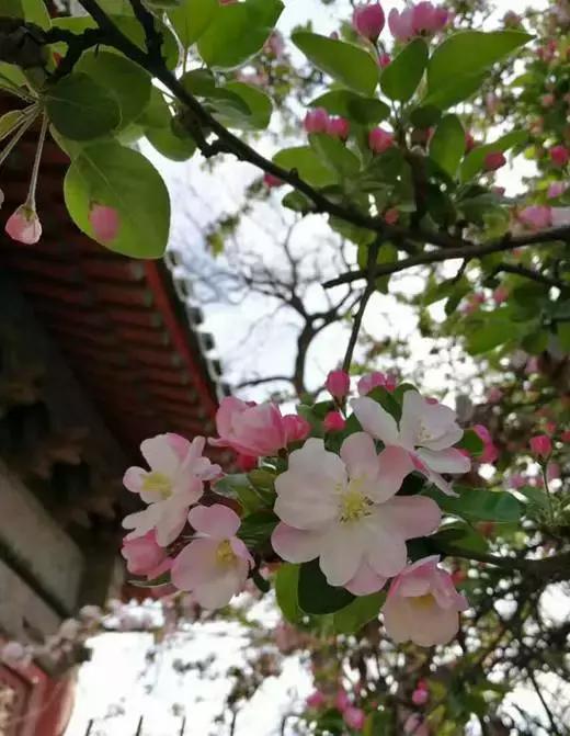 关于清明时节的古诗有哪些,关于清明的古诗并赏析