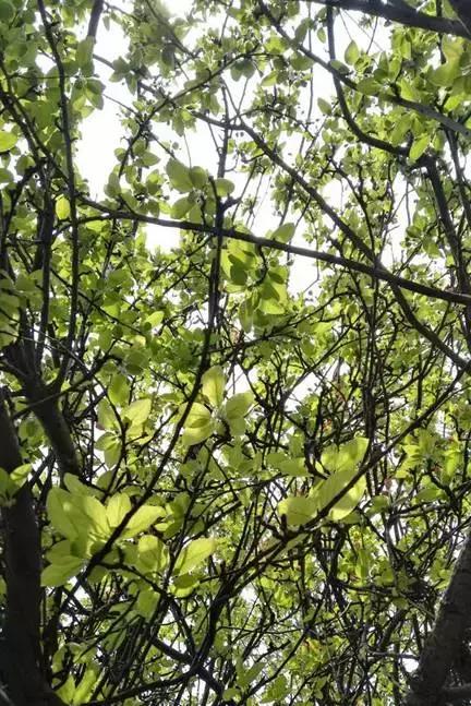 关于清明时节的古诗有哪些,关于清明的古诗并赏析