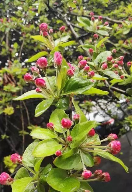 关于清明时节的古诗有哪些,关于清明的古诗并赏析