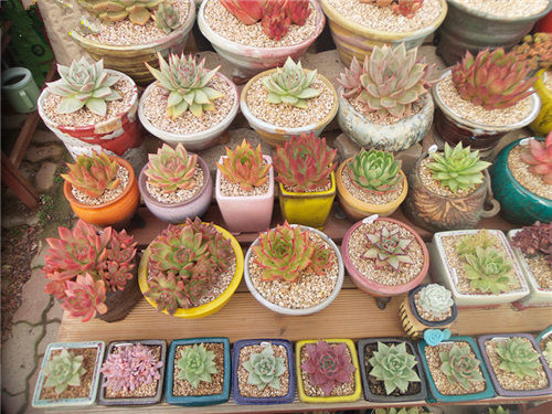 参观多肉基地,多肉探访