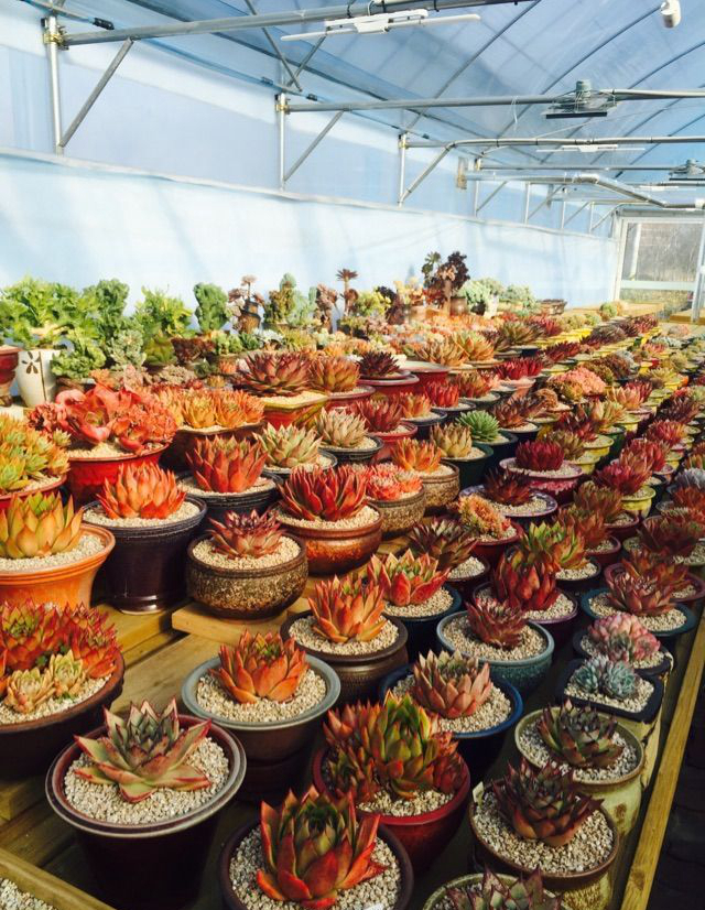 参观多肉基地,多肉探访