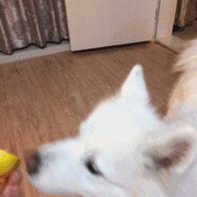 愚人节十大经典整蛊招式,愚人节整蛊大家小妙招