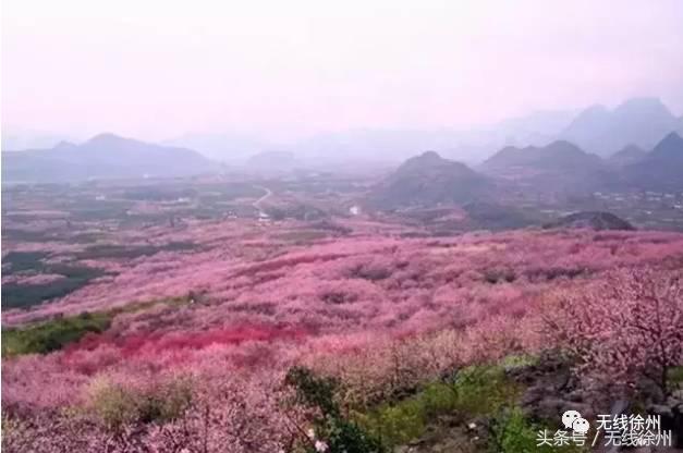 徐州桃花美景,徐州春天又见美好游玩