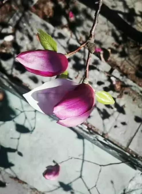 关于清明时节的古诗有哪些,关于清明的古诗并赏析