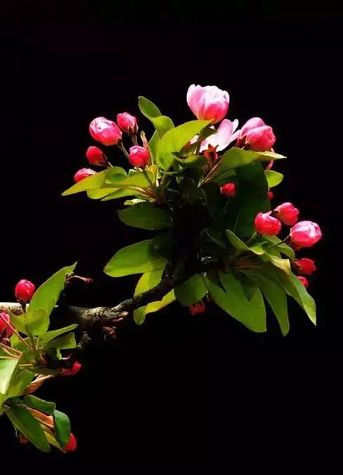 关于清明时节的古诗有哪些,关于清明的古诗并赏析