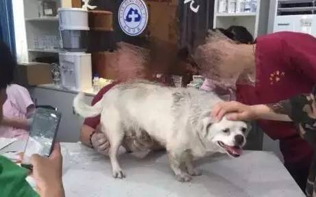 狗狗下颚长了两个肉球,狗狗长了个鸡蛋大小的肉瘤