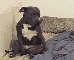 内涵段子第5期：今天愚人节，希望大家能玩点有些技术含量的