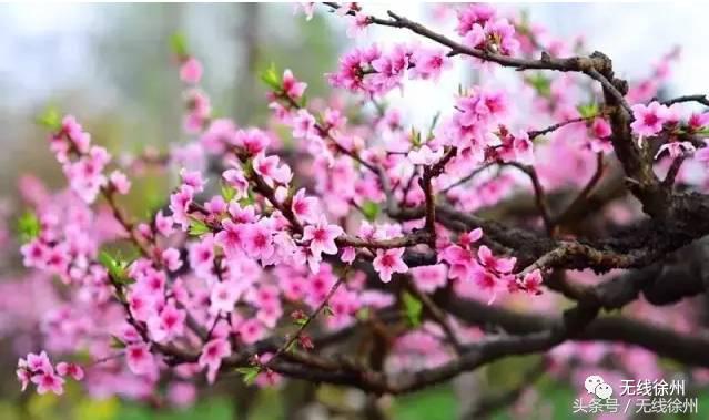 徐州桃花美景,徐州春天又见美好游玩
