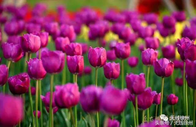 徐州桃花美景,徐州春天又见美好游玩