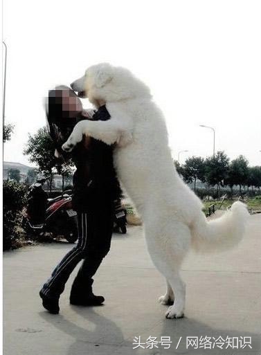 第一次养狗养大白熊,大白熊养多久可以配狗