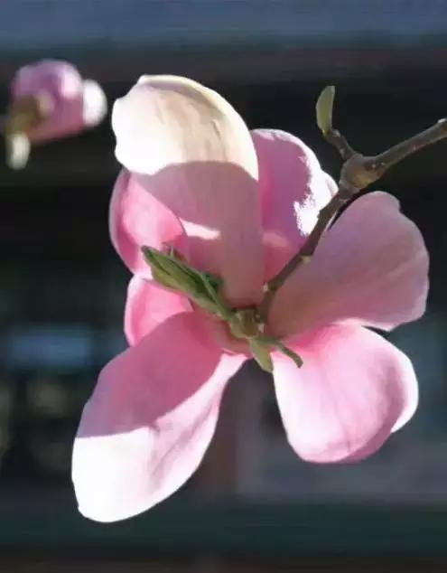 关于清明时节的古诗有哪些,关于清明的古诗并赏析