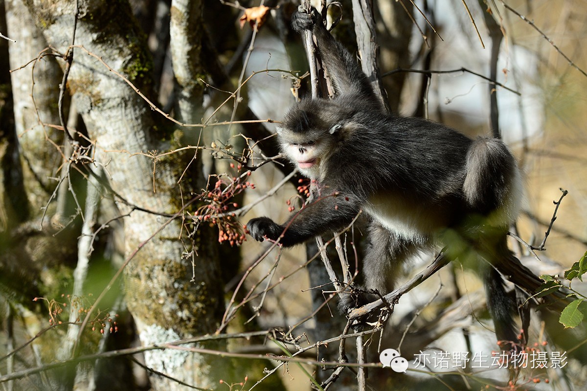 猴年祝福语金猴,第150话