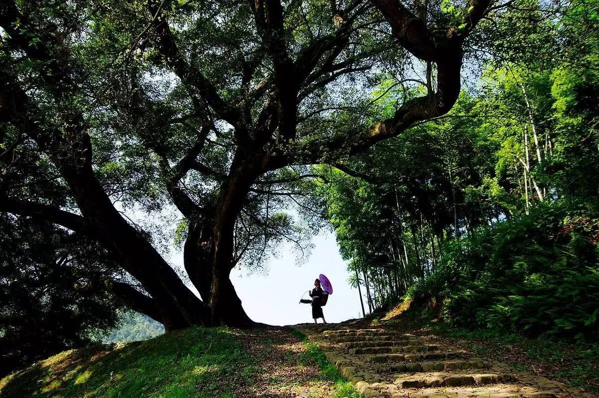 宁德有哪些民族乡,宁德特点村落