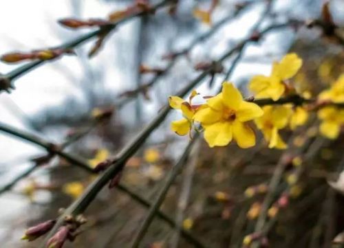 春暖花开人间四月天春游好去处,清明青岛市内赏花好去处